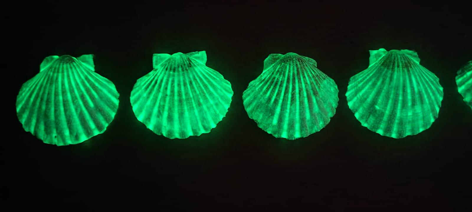Four Breton scallop shells glowing phosphorescent green in the dark